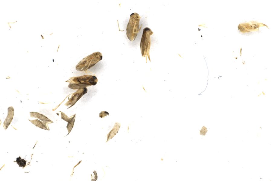 Image 22